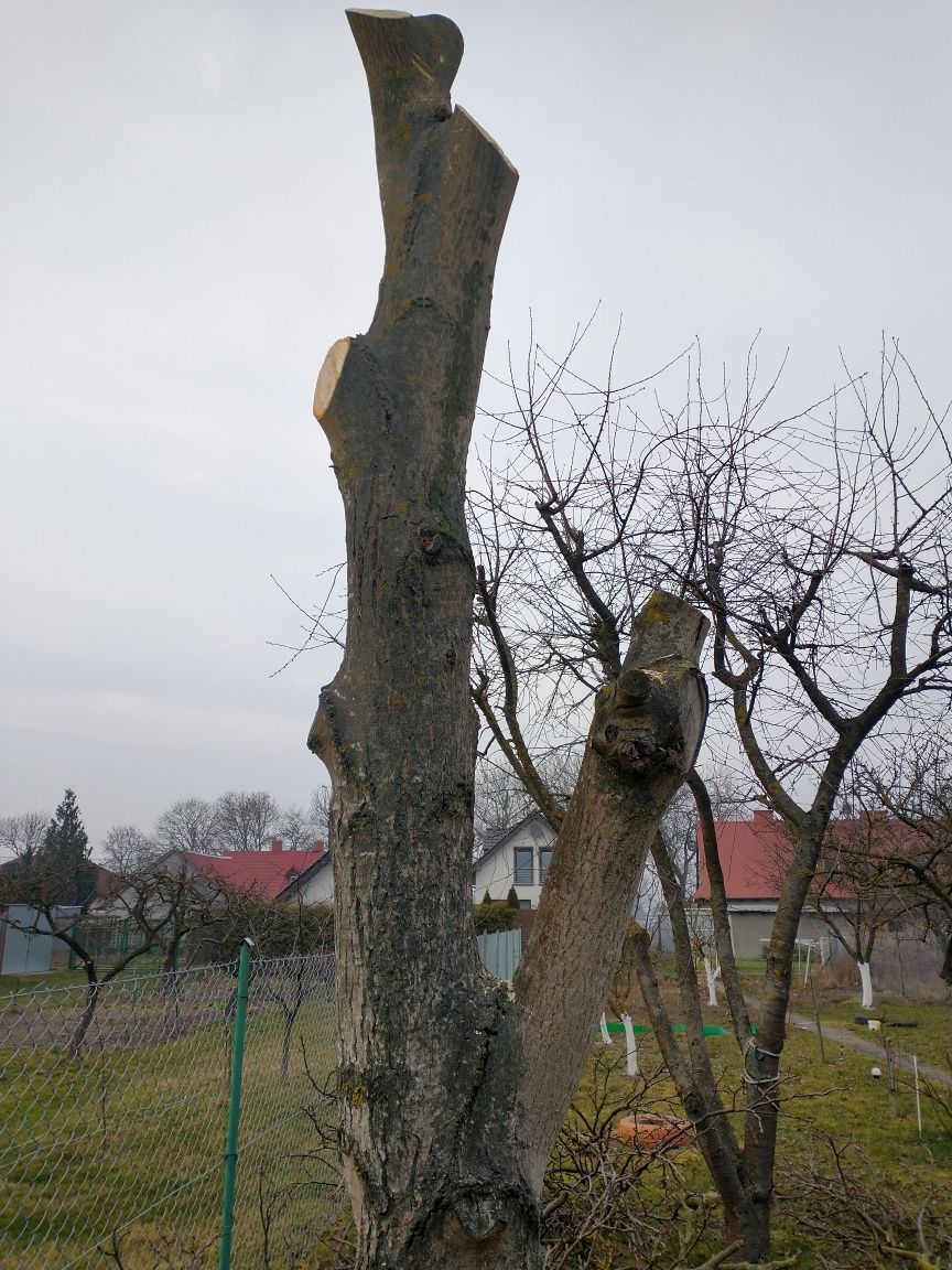 Drzewo-pień orzecha włoskiego