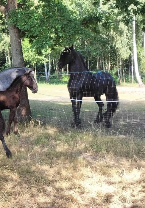 Sprzedam ogiera fryzyjskiego
