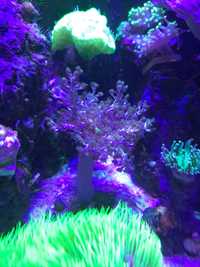 Capnella spp koralowiec dla początkujących 10cm