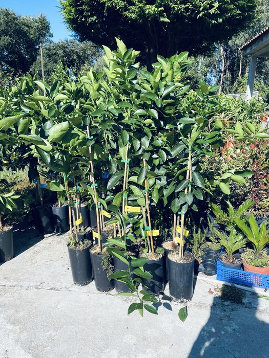 Ultimo lote de limoeiros e laranjeiras