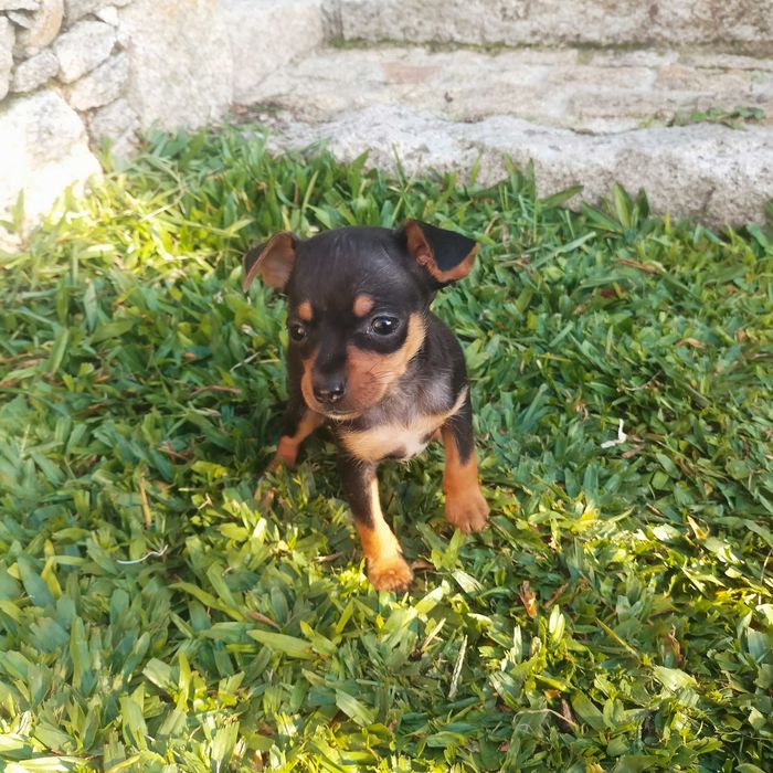 Pinscher mini fêmea