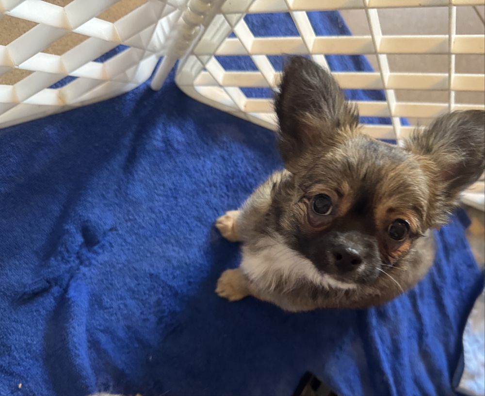 Chihuahua piesek