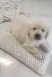 Golden retriever rezerwacja