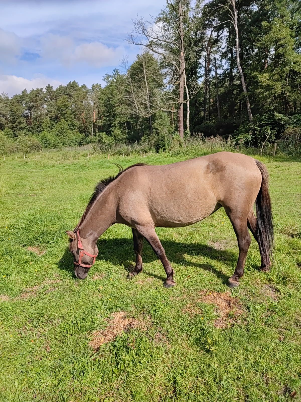 Sprzedam   klacz