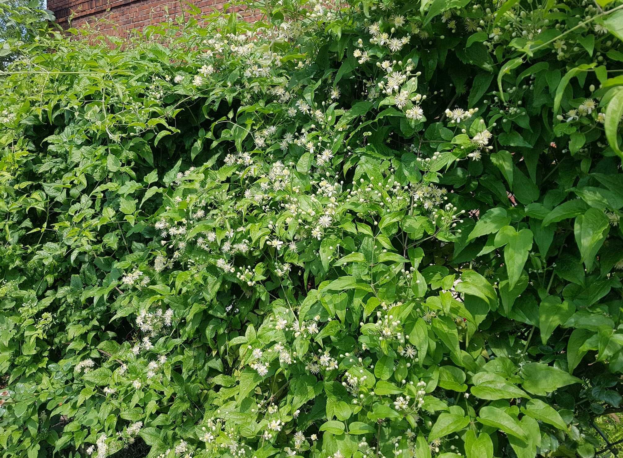 Powojnik bylinowy clematis 2 szt. P9 K10