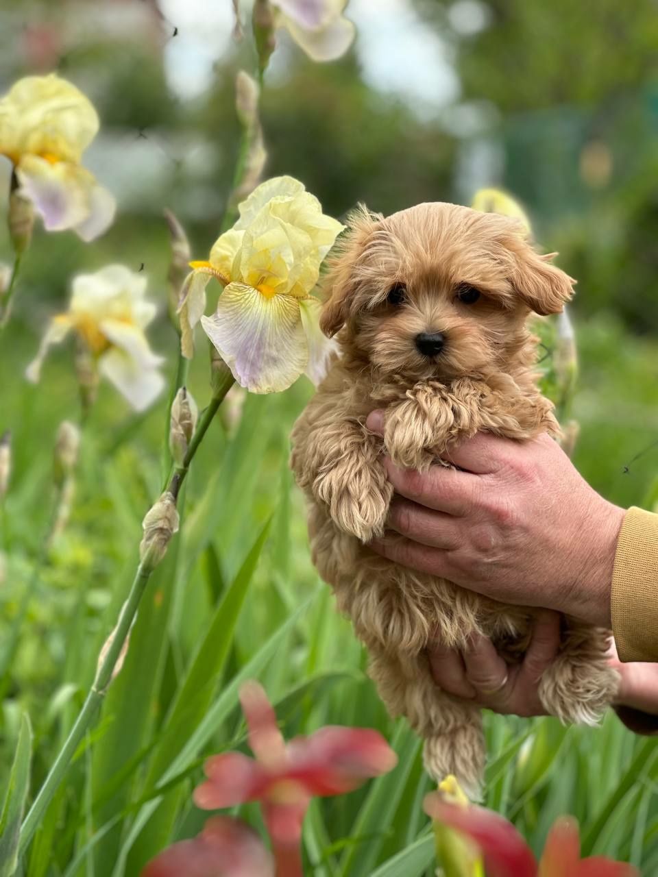 Maltipoo f1 male,female