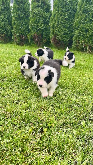 Border Collie szczeniak szczenię zkwp fci