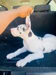 dog alemão macho arlequim