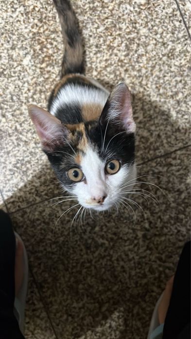 Gatinha para adoção responsável
