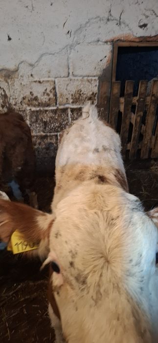 Byczek byk Sm simental ciele 138kg