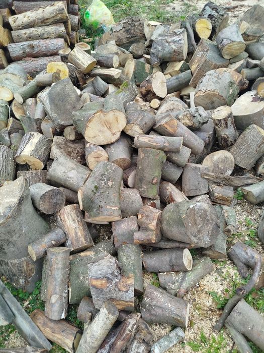 Drzewo Buk gałęziówka i kominkowe