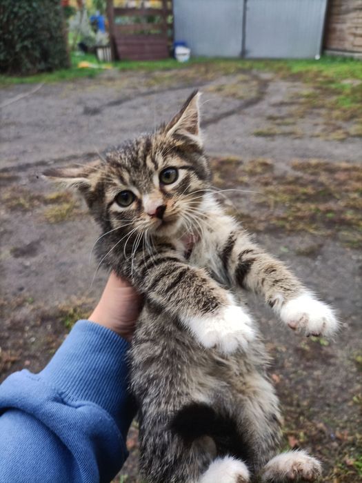 Kotki oddam w dobre ręce