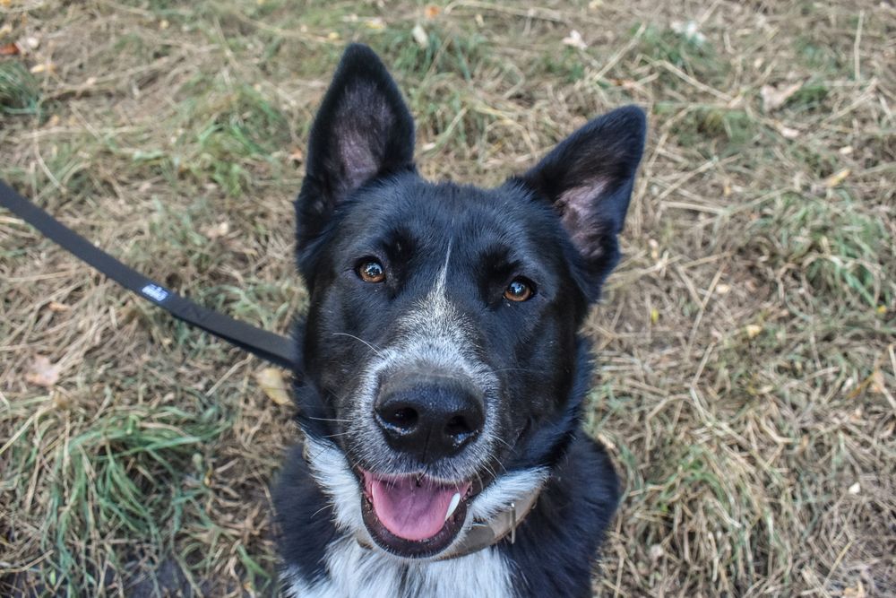 Dzieciak Zeus szuka domu