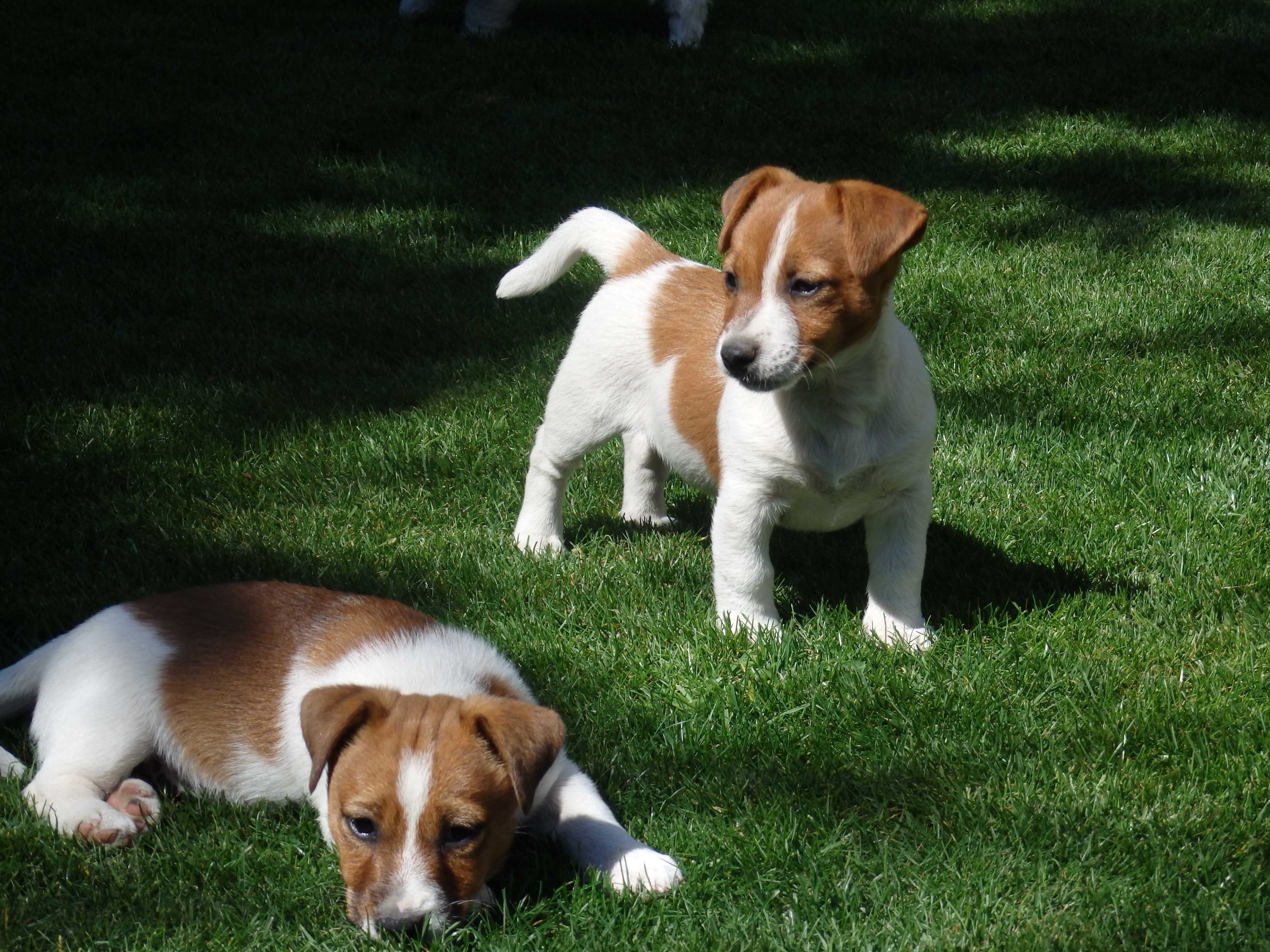 Jack Russell Terrier PIESEK#SMARTIE JACKS# rodzice ZKwP/ FCI pure Jack