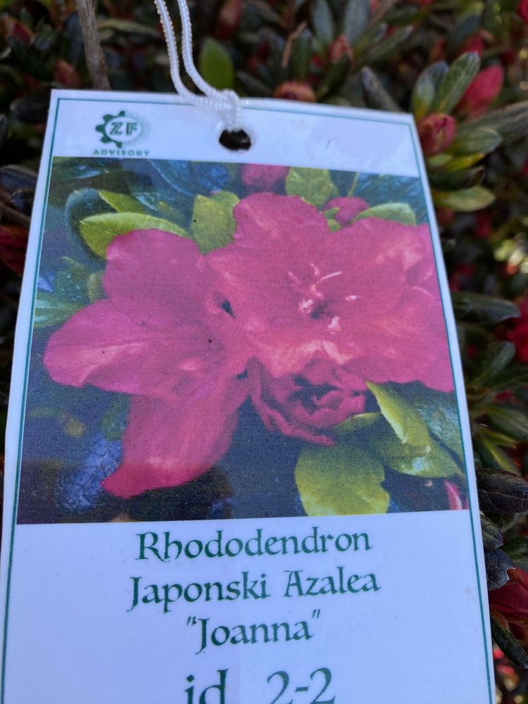 Azalia Japonska Girards Pink