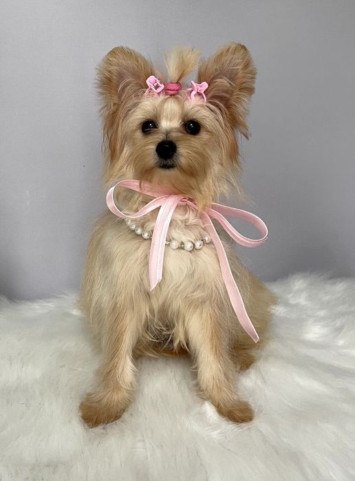 Помапу — Маленькі моделі для обіймів