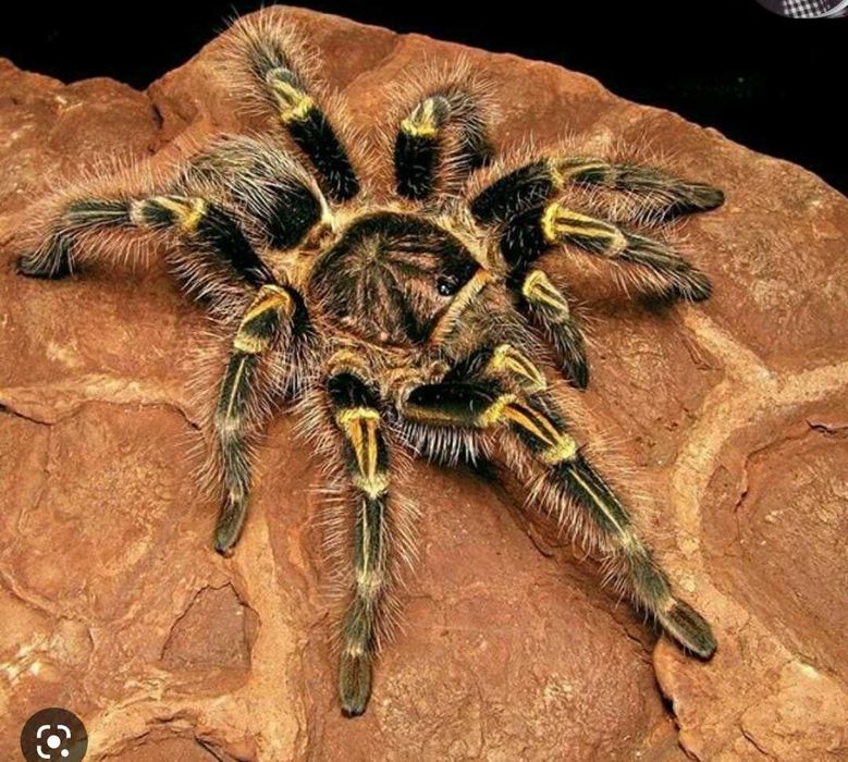 Grammostola pulchripes l6