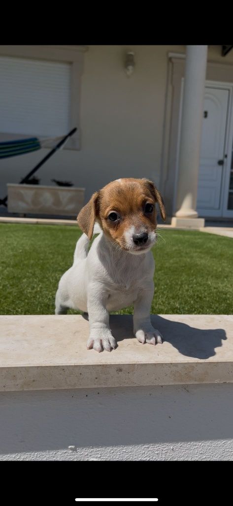 Jack Russell fêmea