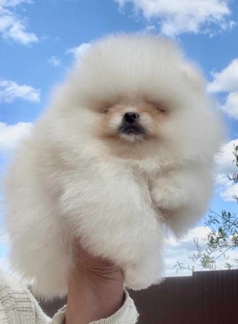 Spitz Alemão Anão MACHO