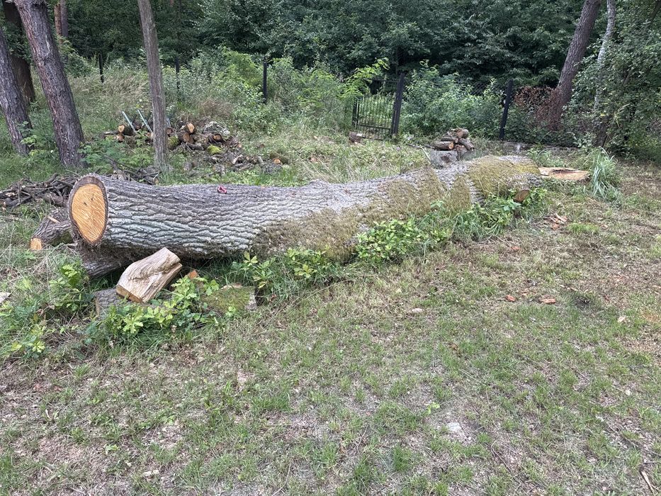 Kłoda drzewo dąb solidne