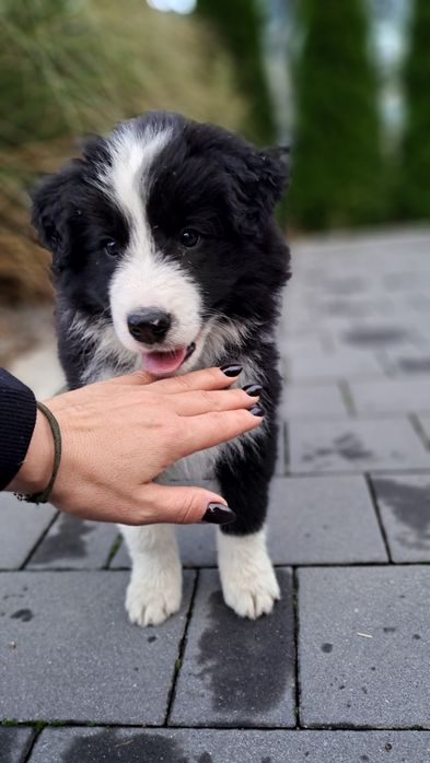 Border Collie piesek.