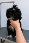 Prześliczna suczka Shih Tzu