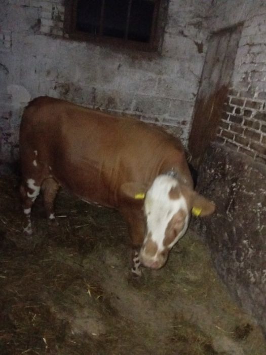 Jałówka pod zacielenie