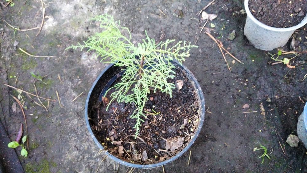 Гелениум летний многолетний, тамарикс