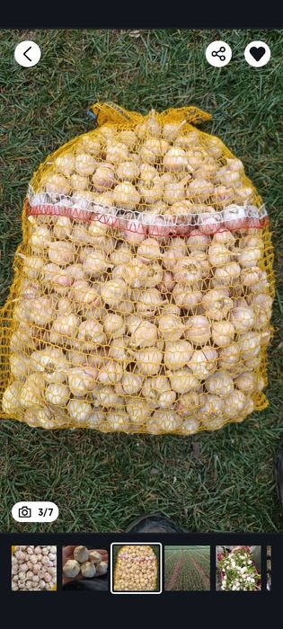 Czosnek Jarus wiosenny od Rolnika