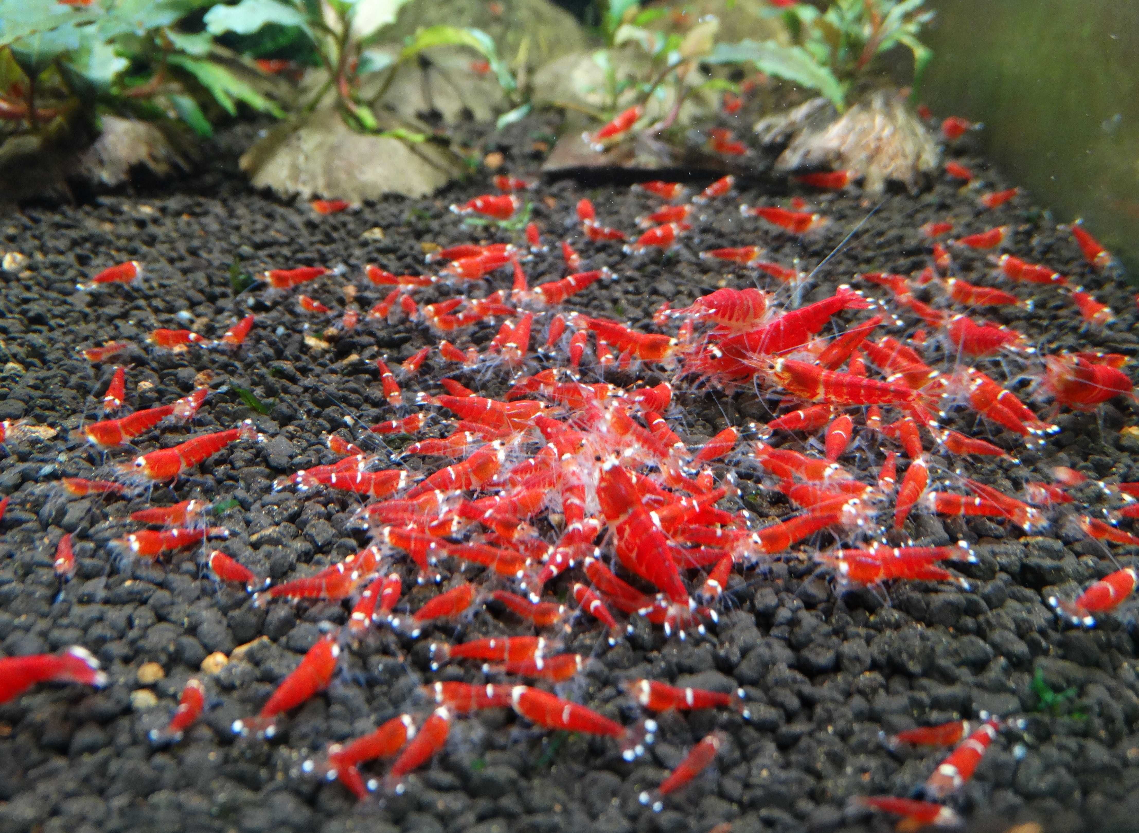 Krewetki Caridina Mix Kolorów Piękne ZAMIANA GRATIS Ekipa Sprzątająca