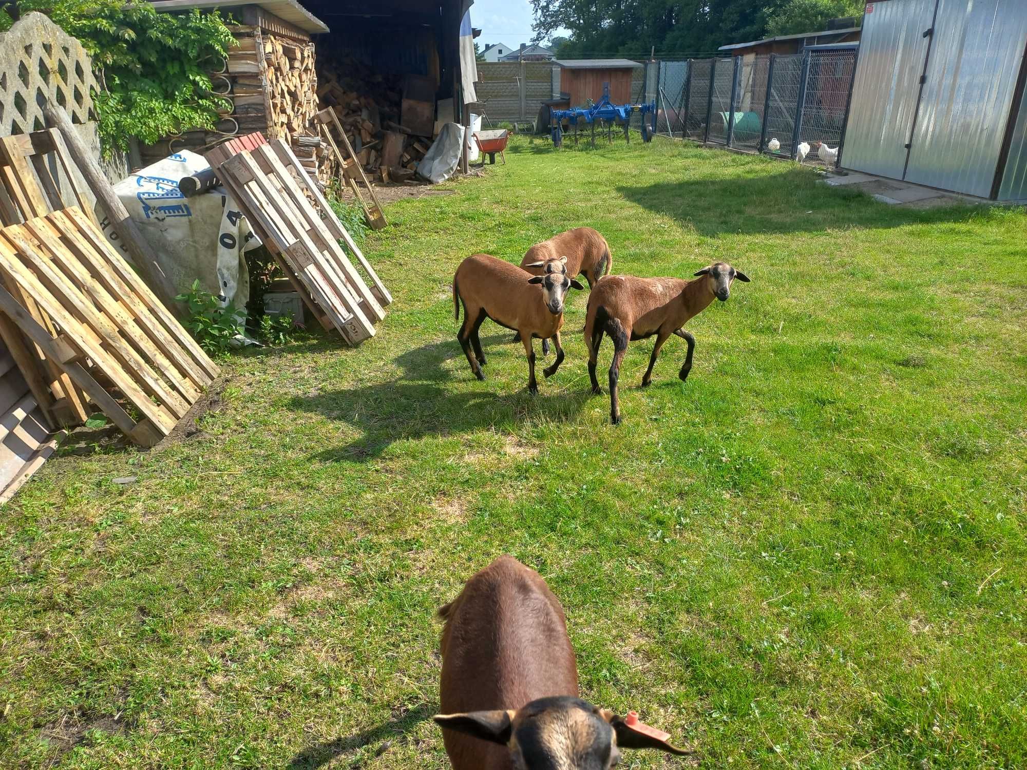 Owce Barbadosy czystorasowe