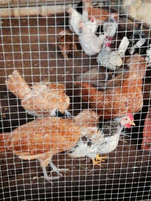 Casais de Paduanas (Camurça)