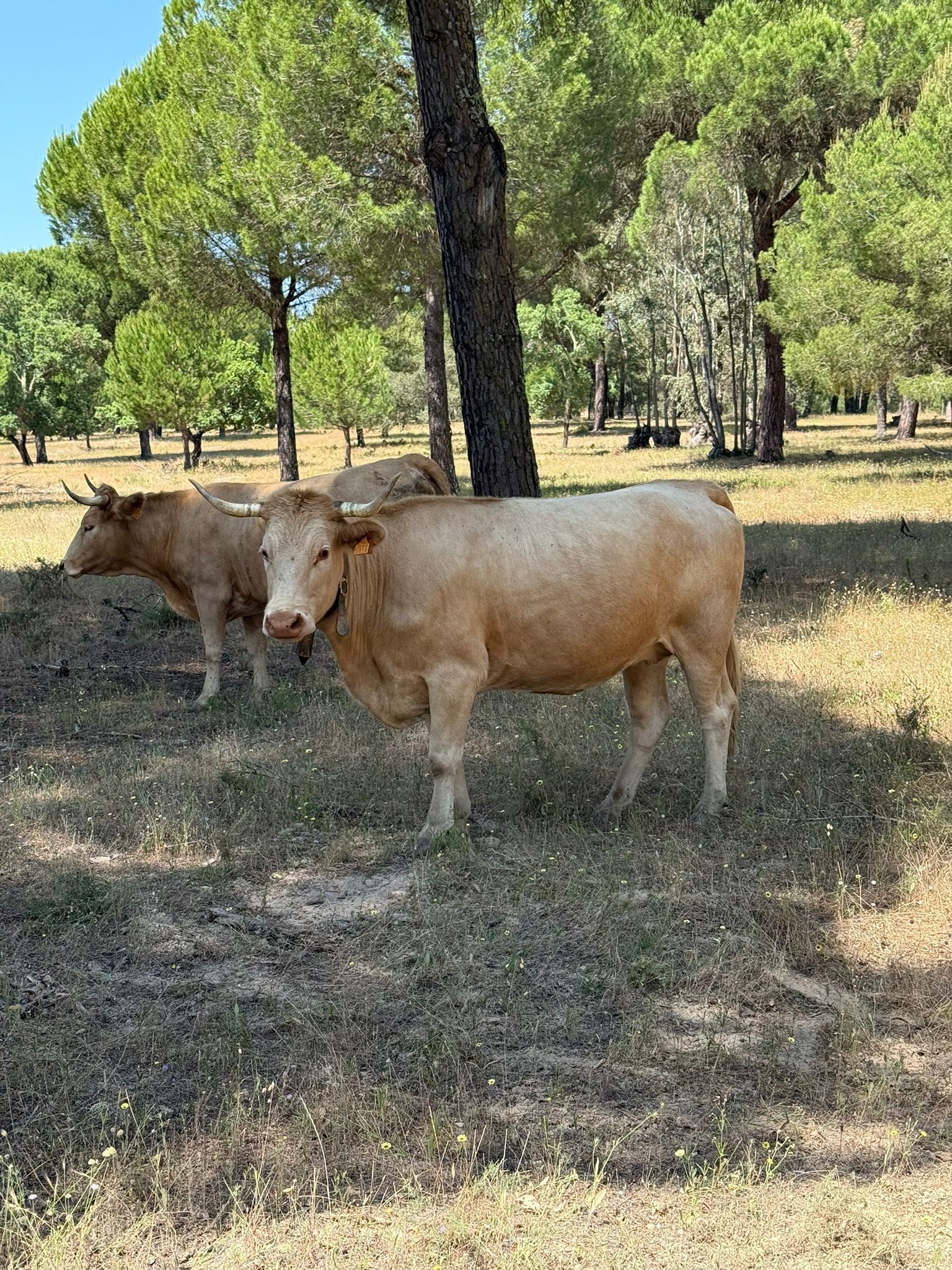 Vacas para venda