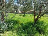 Terreno Rustico Alpedrinha