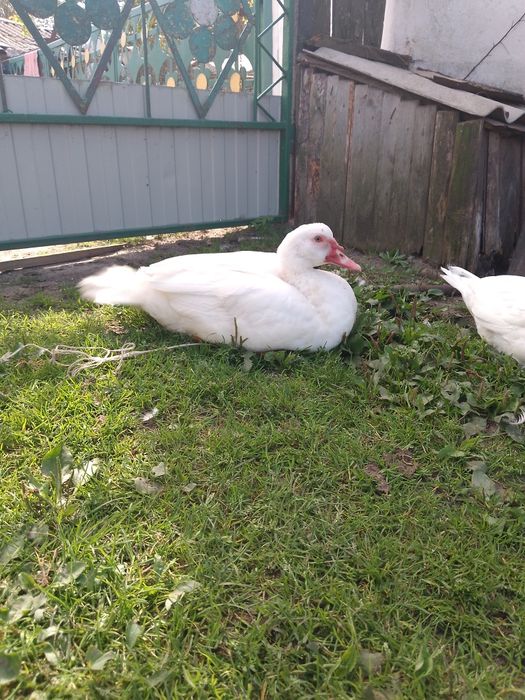 Продам індокачкі качок