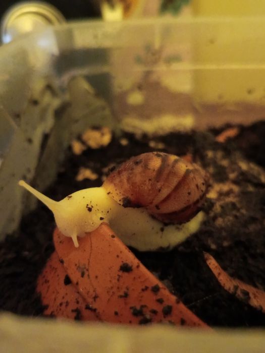 Oddam Lissachatina reticulata
