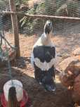Vendo ou troco patos bem gordo e cuidado