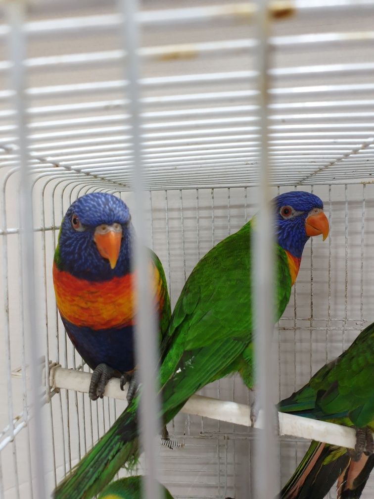 Papagaio Lorys  reprodutores