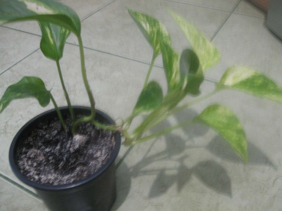 Sprzedam rośliny zielone.