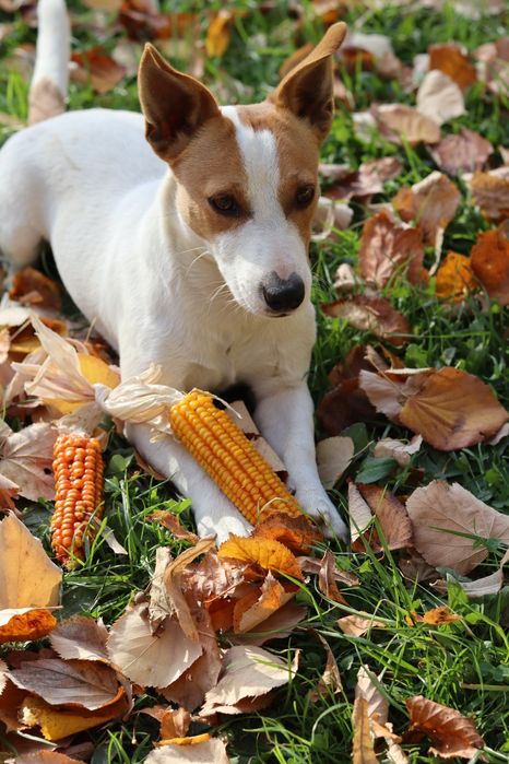 Джек Рассел для вязки