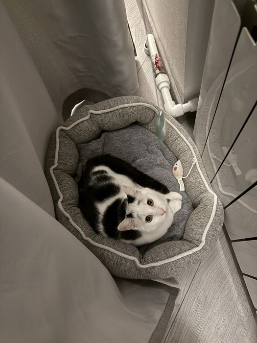 Самый сладкий Бубличек ищет семью!