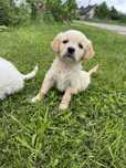 Piesek Golden Retriver