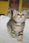 Scottish straight tabby