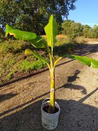 Bananeira envasada p venda