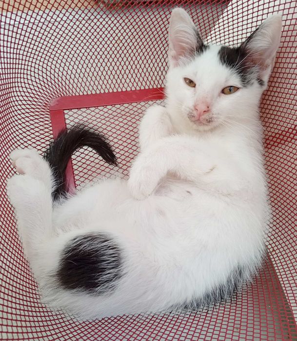 Słodki kotek Marianek do adopcji