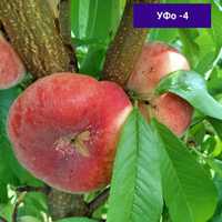 Продам саджанці персика на маньчжурці, абрикси, сливи, яблуні, черешні