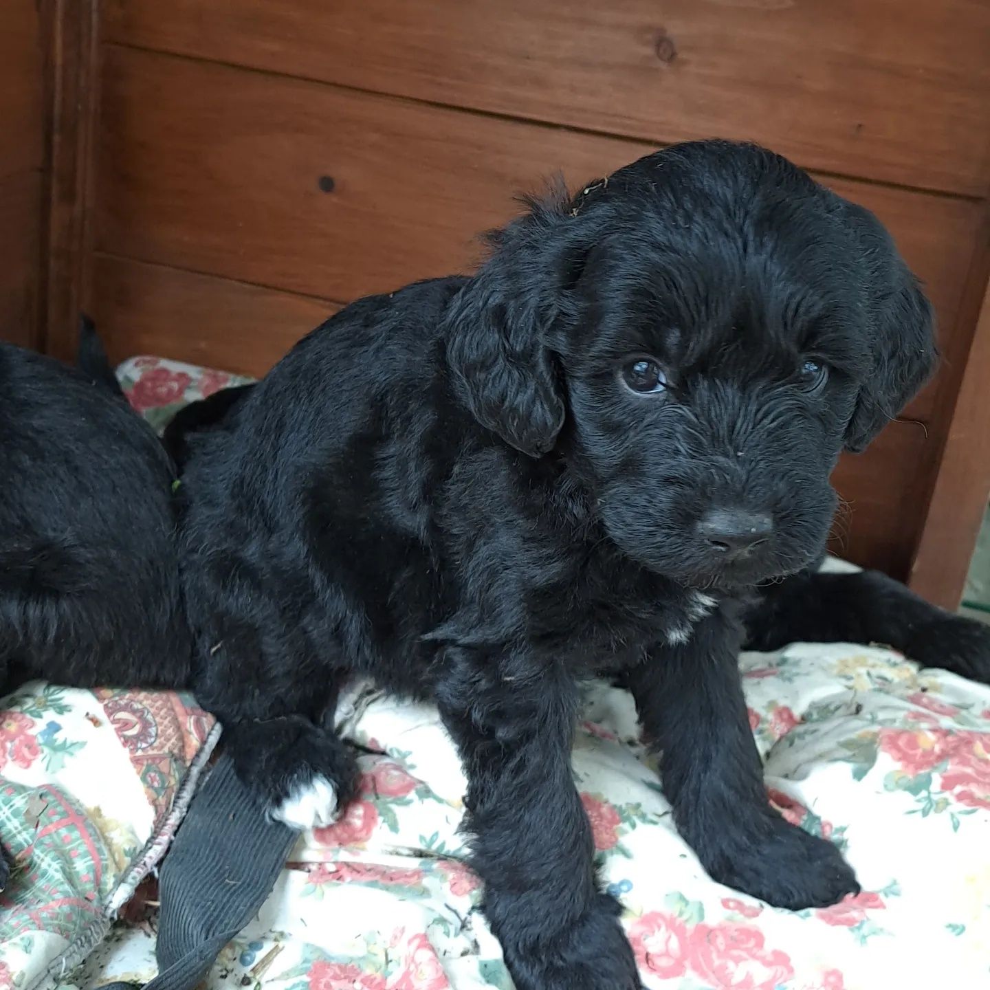 Macho Cão de Água Português com Pedigree