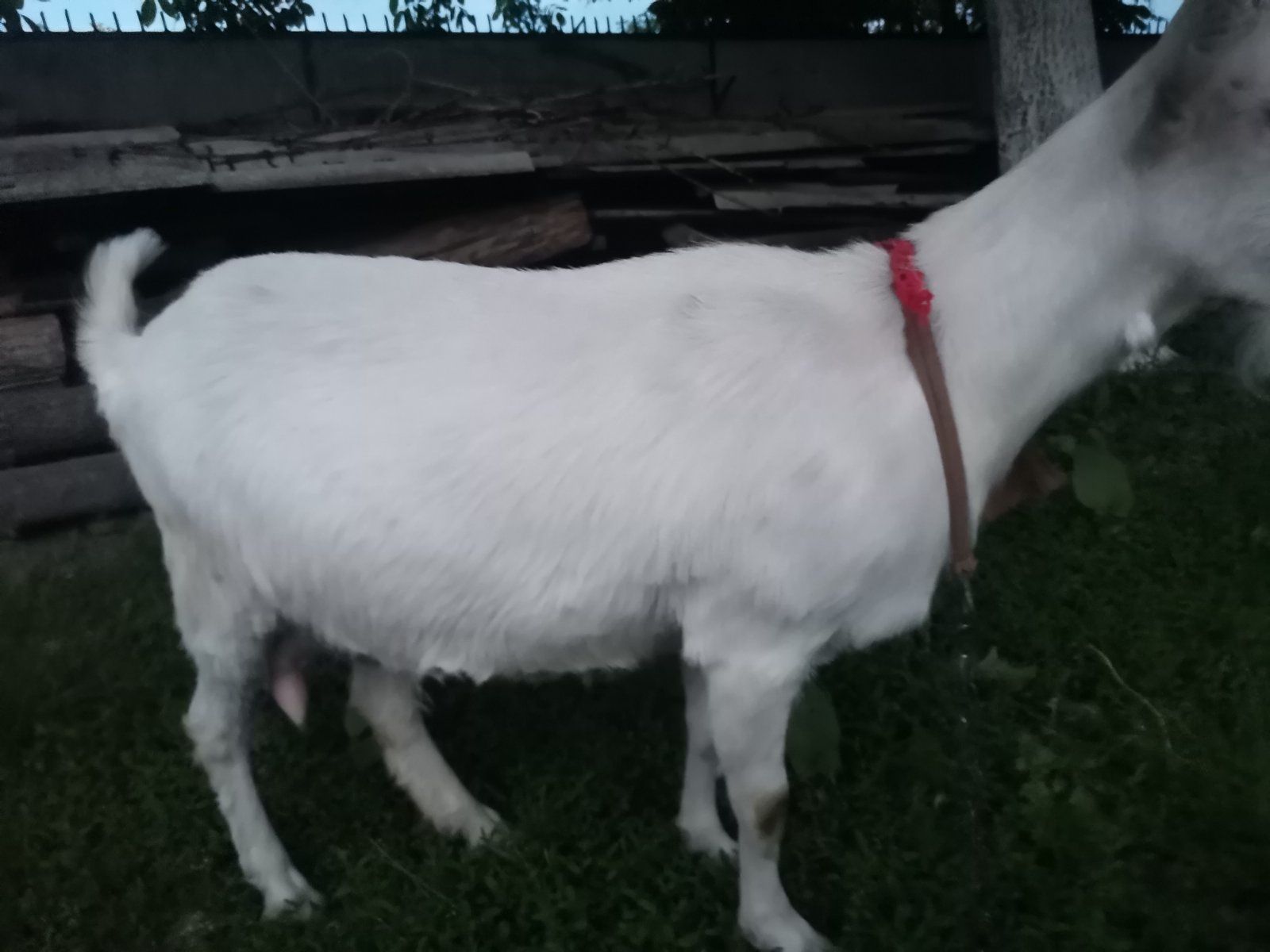 Коза біла зааненська молода 1 рік