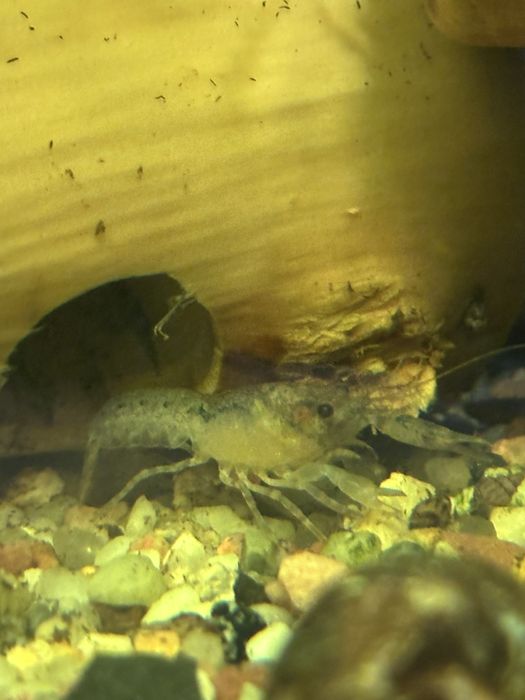 Корм для акваріумних рибок карликові раки власного розведення