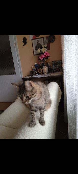 Bura Koteczka  Szuka Dobrego Domu